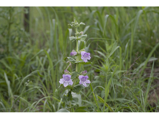 Penstemon cobaea (Prairie penstemon) #34131