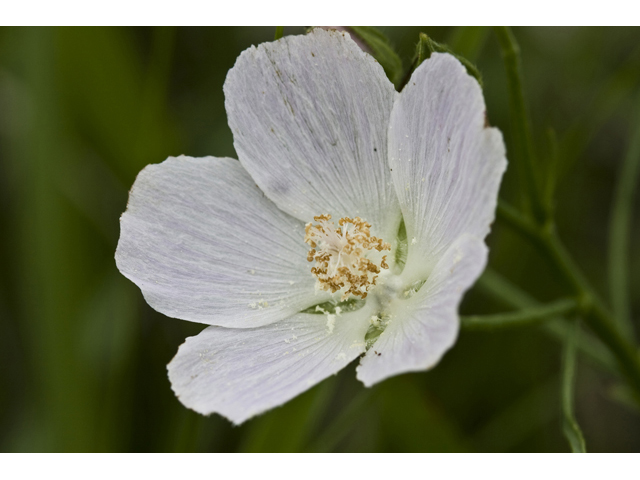 Callirhoe involucrata var. lineariloba (White poppymallow) #34139