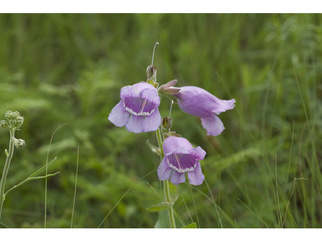 Penstemon cobaea (Prairie penstemon) #34153