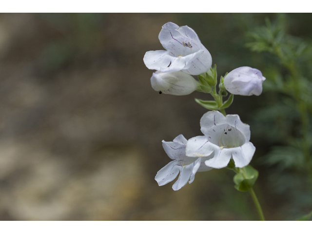 Penstemon digitalis (Mississippi penstemon) #34157