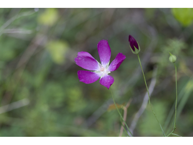 Callirhoe pedata (Palmleaf poppymallow) #34171