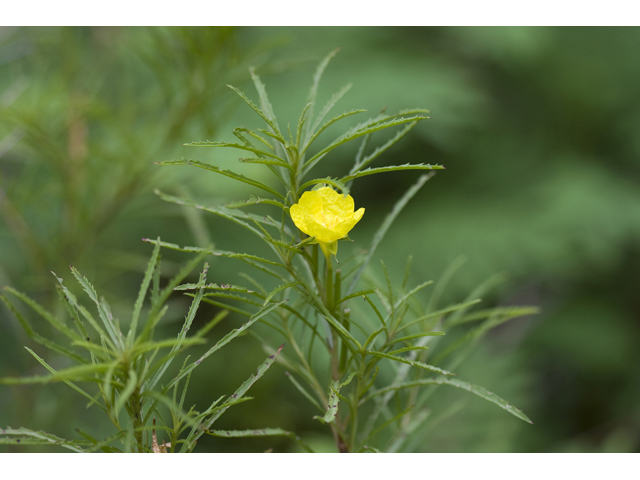 Calylophus berlandieri (Berlandier's sundrops ) #34175