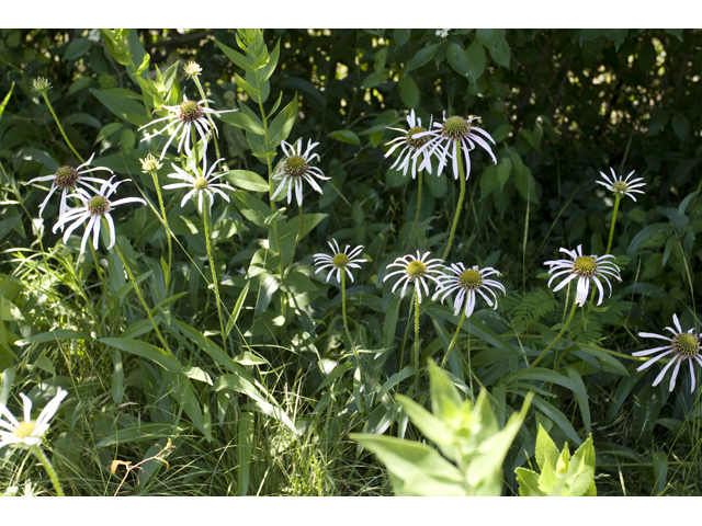 Echinacea pallida (Pale purple coneflower) #34188