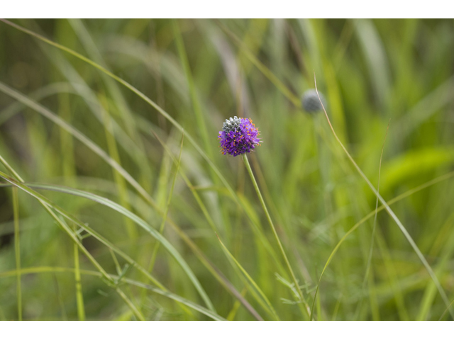 Dalea compacta (Compact prairie clover) #34200