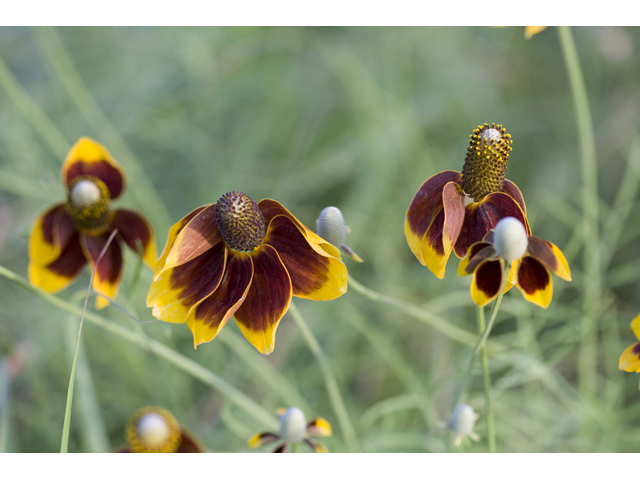 Ratibida columnifera (Mexican hat) #34208