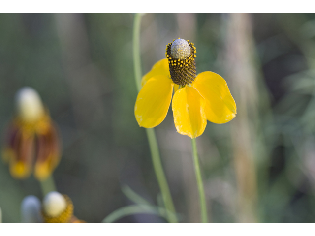 Ratibida columnifera (Mexican hat) #34209