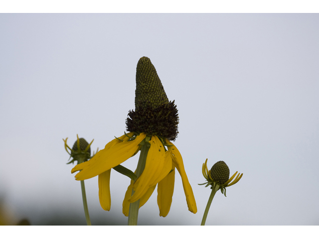 Ratibida columnifera (Mexican hat) #34213