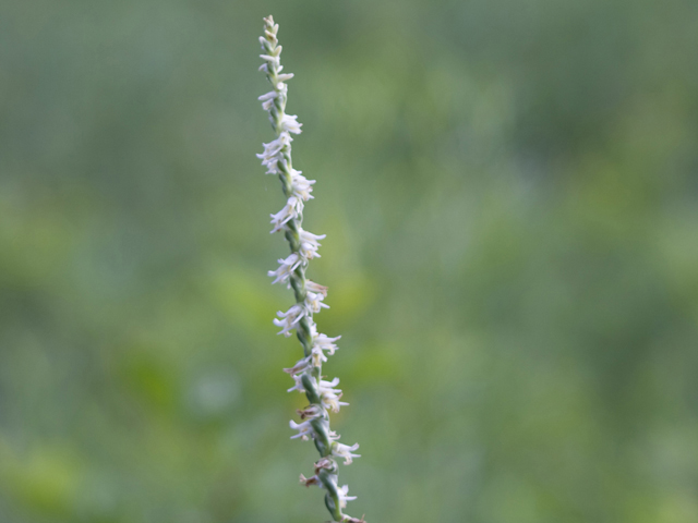 Spiranthes vernalis (Spring ladies'-tresses) #34215