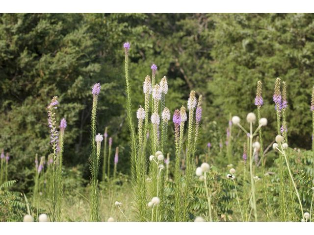 Liatris pycnostachya (Prairie blazing star) #34227