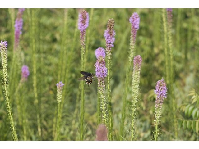 Liatris pycnostachya (Prairie blazing star) #34229