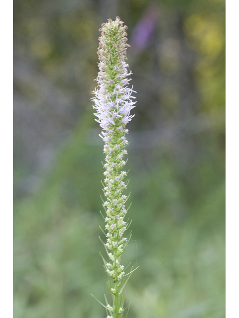 Liatris pycnostachya (Prairie blazing star) #34250