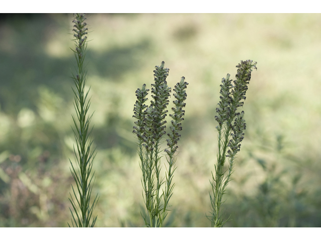 Liatris pycnostachya (Prairie blazing star) #34296