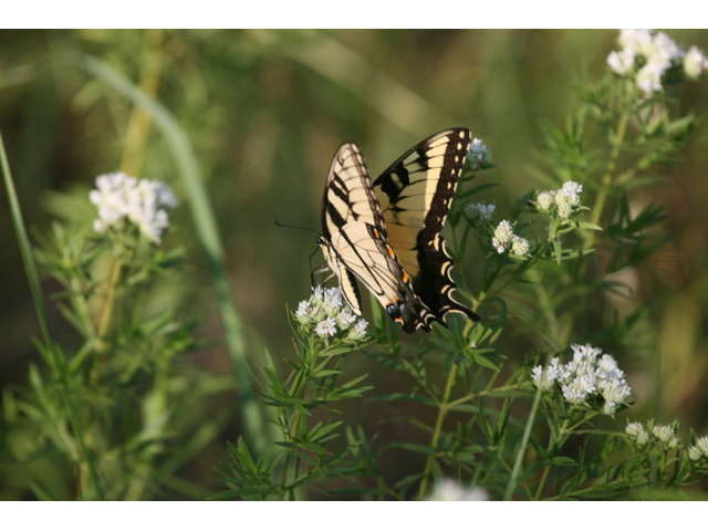 Pycnanthemum tenuifolium (Narrowleaf mountain mint) #34319