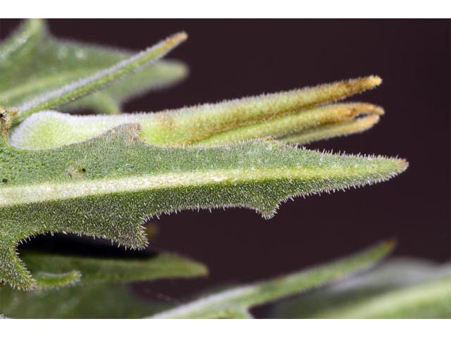 Mentzelia laevicaulis (Smoothstem blazingstar) #69409