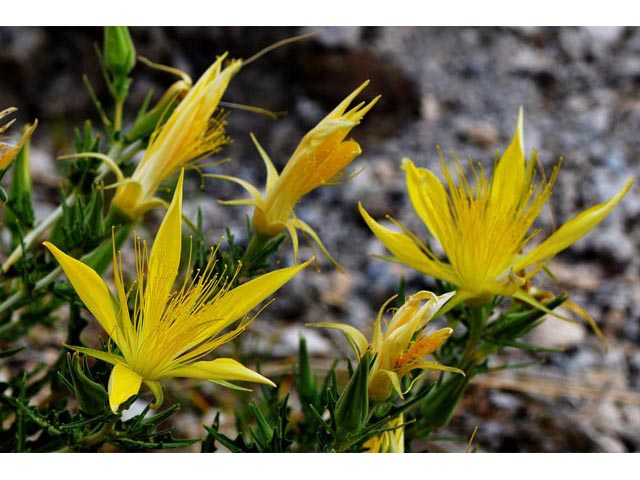 Mentzelia laevicaulis (Smoothstem blazingstar) #69417