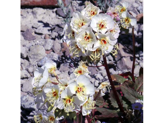 Camissonia claviformis ssp. cruciformis (Browneyes) #69655