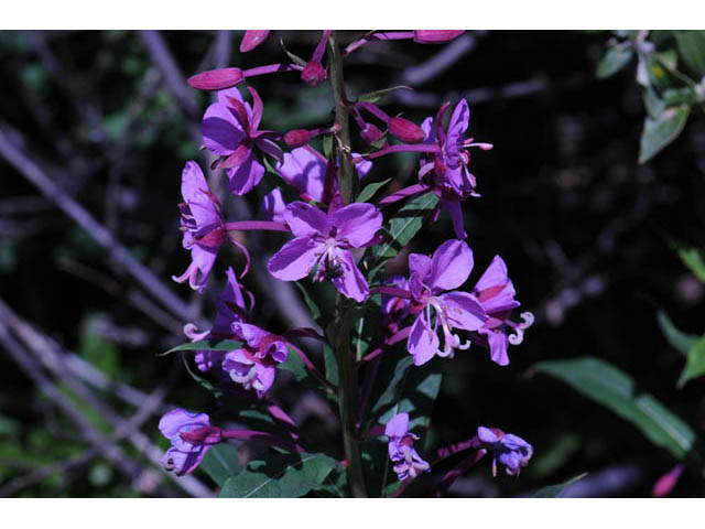 Chamerion angustifolium ssp. circumvagum (Fireweed) #69667