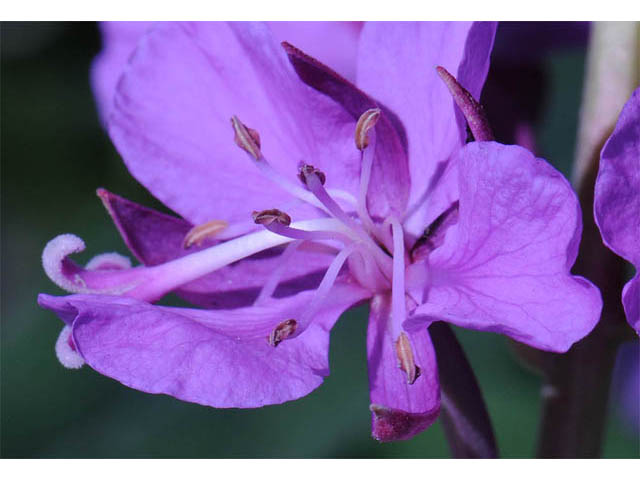 Chamerion angustifolium ssp. circumvagum (Fireweed) #69672