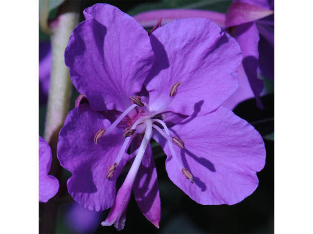 Chamerion angustifolium ssp. circumvagum (Fireweed) #69675