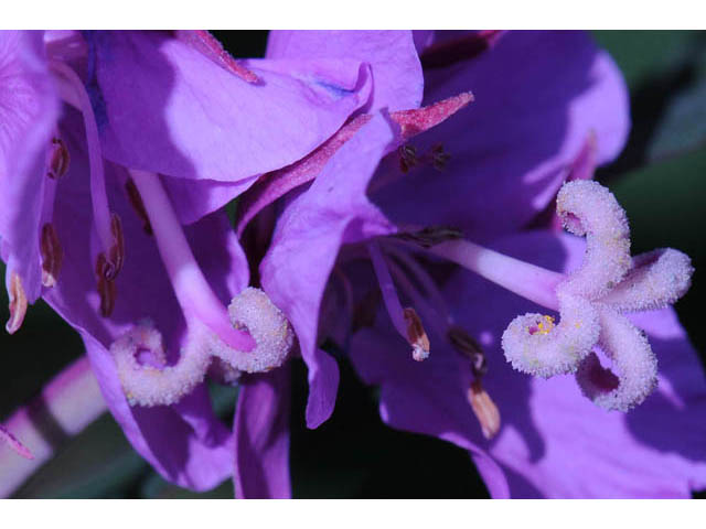 Chamerion angustifolium ssp. circumvagum (Fireweed) #69677