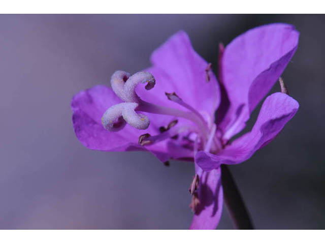 Chamerion angustifolium ssp. circumvagum (Fireweed) #69679