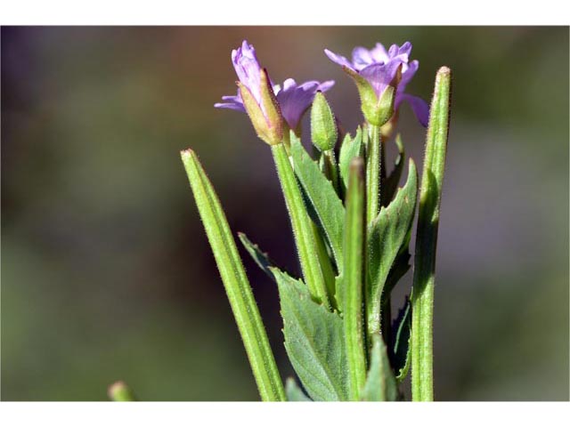 Epilobium ciliatum ssp. glandulosum (Fringed willowherb) #69773