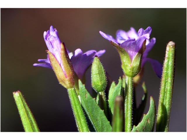 Epilobium ciliatum ssp. glandulosum (Fringed willowherb) #69774