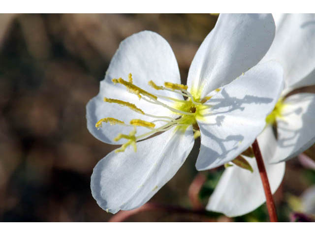 Oenothera pallida ssp. runcinata (White sands evening primrose) #69854