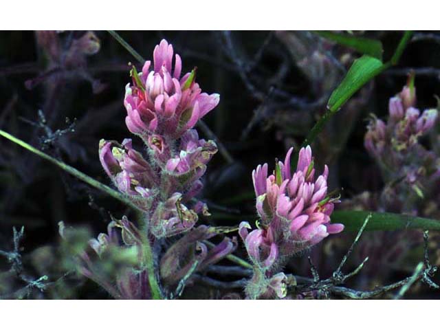 Castilleja angustifolia (Northwestern indian paintbrush) #69934