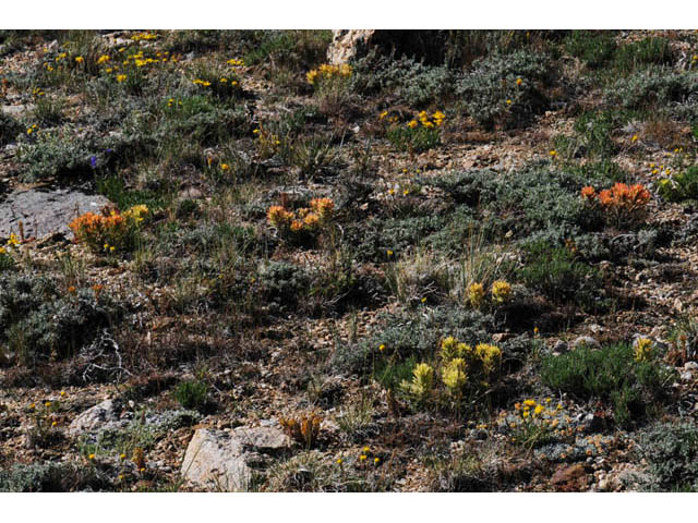 Castilleja angustifolia var. flavescens (Northwestern indian paintbrush) #69943