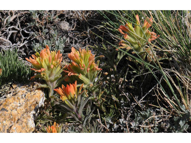 Castilleja angustifolia var. flavescens (Northwestern indian paintbrush) #69944