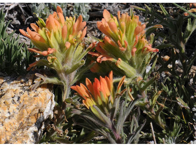 Castilleja angustifolia var. flavescens (Northwestern indian paintbrush) #69945