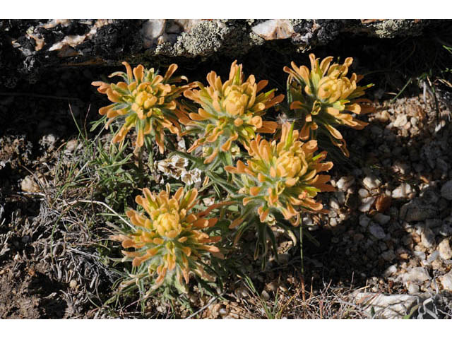 Castilleja angustifolia var. flavescens (Northwestern indian paintbrush) #69946