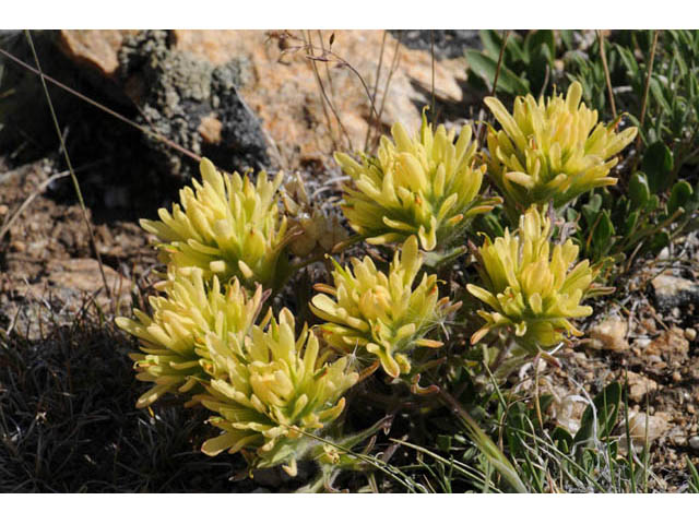 Castilleja angustifolia var. flavescens (Northwestern indian paintbrush) #69948