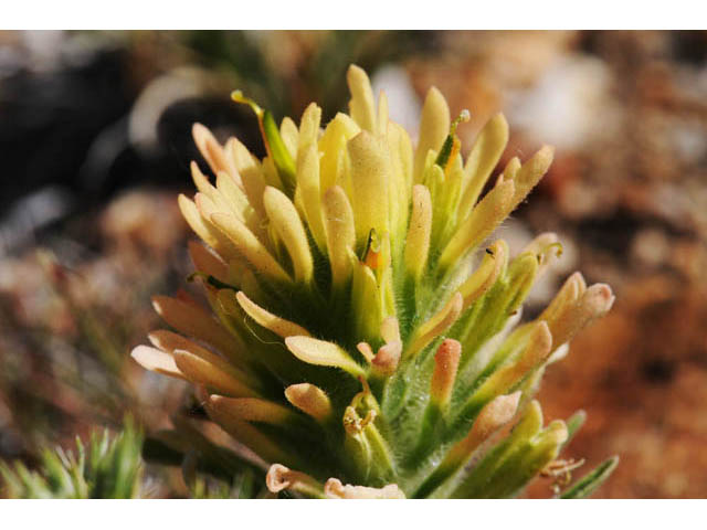 Castilleja angustifolia var. flavescens (Northwestern indian paintbrush) #69949