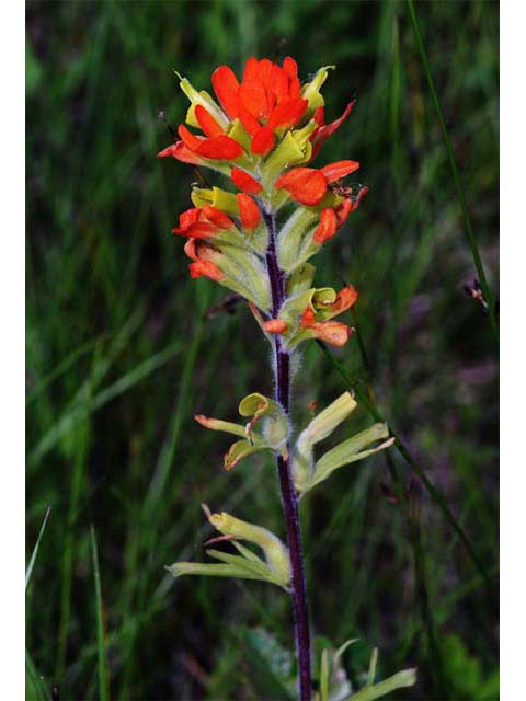 Castilleja coccinea (Scarlet paintbrush) #70037