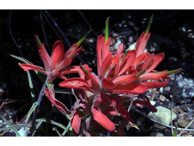 Castilleja integra (Wholeleaf indian paintbrush) #70051