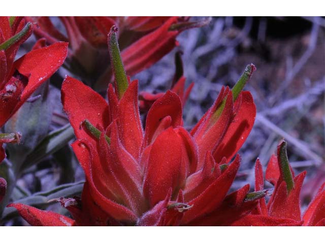 Castilleja integra (Wholeleaf indian paintbrush) #70062