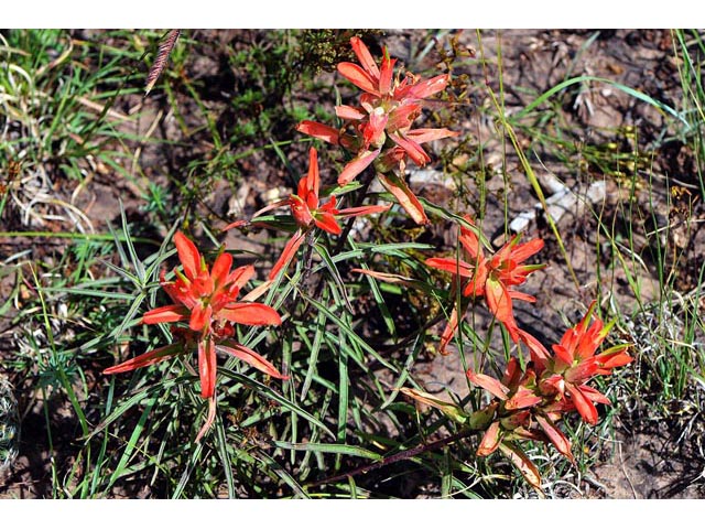 Castilleja integra (Wholeleaf indian paintbrush) #70072