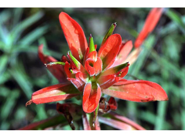 Castilleja integra (Wholeleaf indian paintbrush) #70076