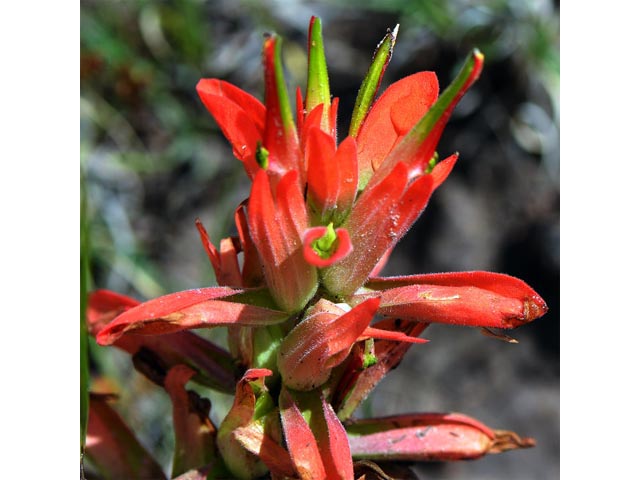 Castilleja integra (Wholeleaf indian paintbrush) #70078