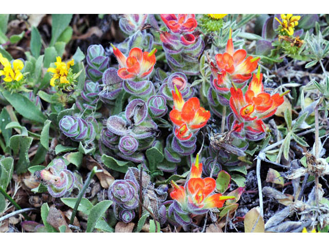 Castilleja mendocinensis (Mendocino coast indian paintbrush) #70089