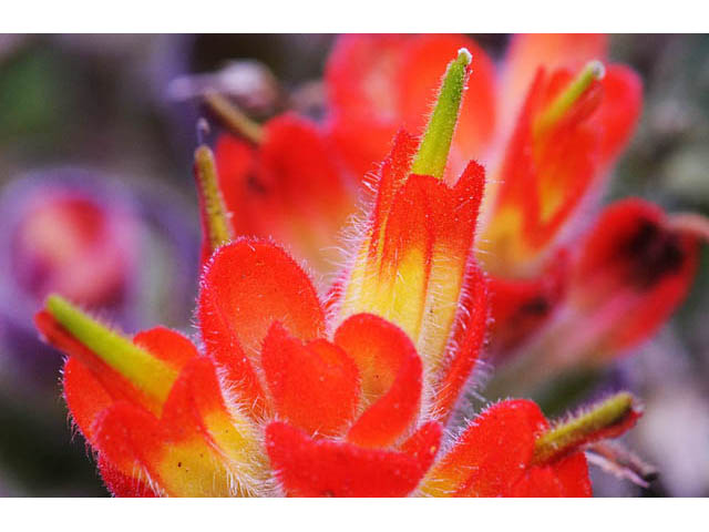 Castilleja mendocinensis (Mendocino coast indian paintbrush) #70091