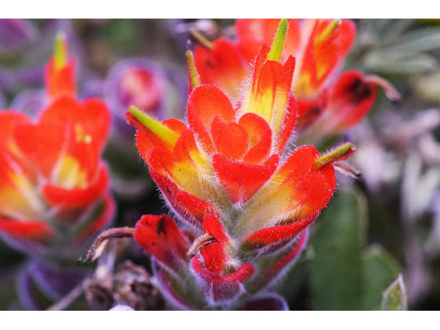 Castilleja mendocinensis (Mendocino coast indian paintbrush) #70092