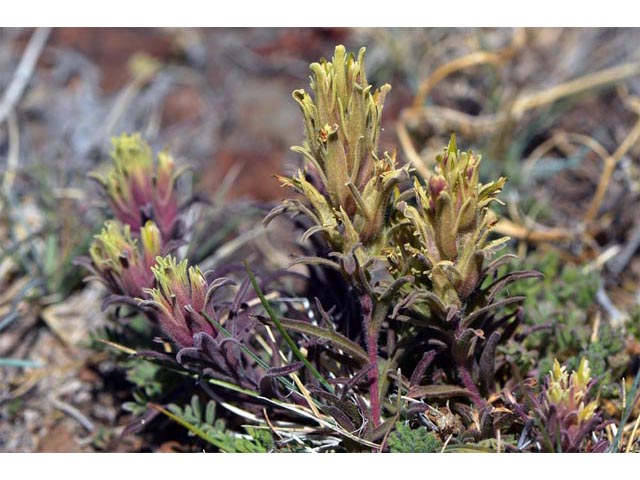 Castilleja pilosa var. steenensis (Steens indian paintbrush) #70175