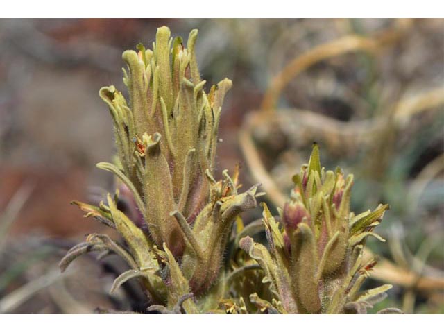 Castilleja pilosa var. steenensis (Steens indian paintbrush) #70176