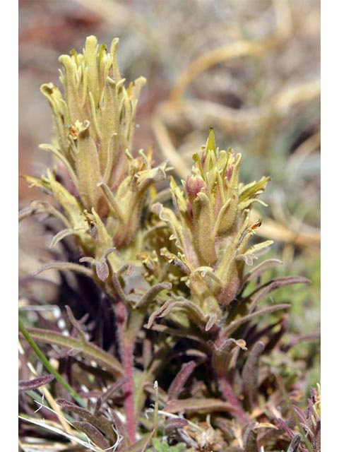 Castilleja pilosa var. steenensis (Steens indian paintbrush) #70177