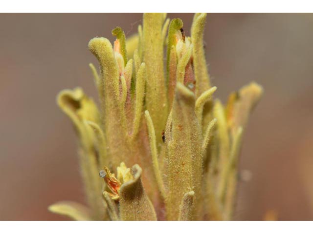 Castilleja pilosa var. steenensis (Steens indian paintbrush) #70179