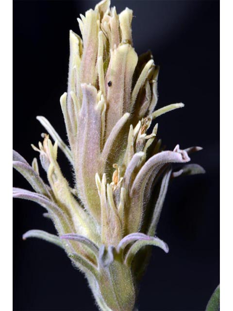 Castilleja pilosa var. steenensis (Steens indian paintbrush) #70180