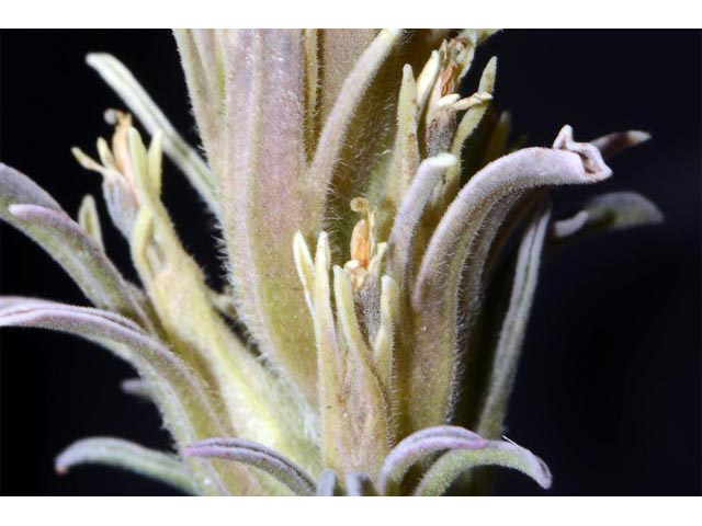 Castilleja pilosa var. steenensis (Steens indian paintbrush) #70181